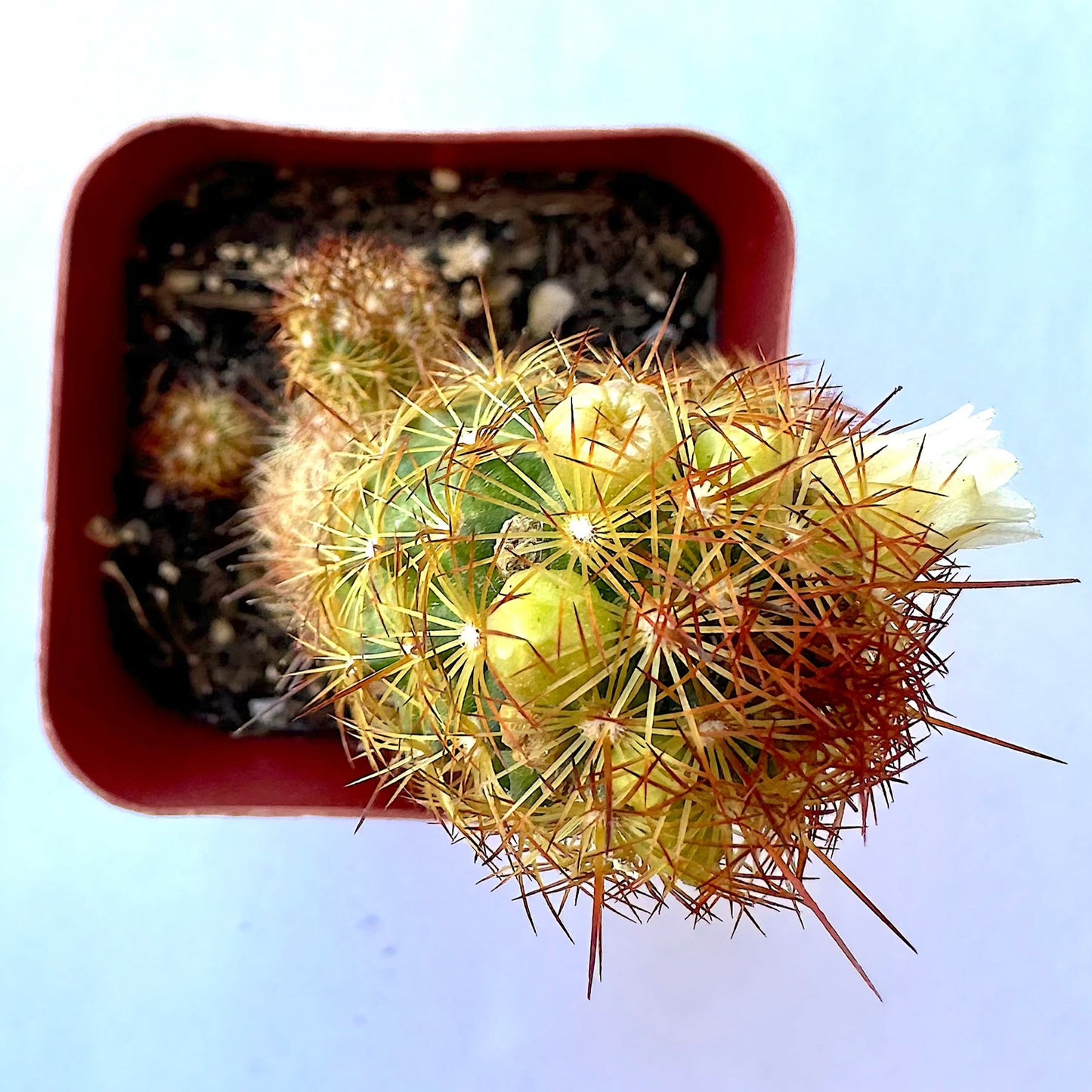 6-set cactus