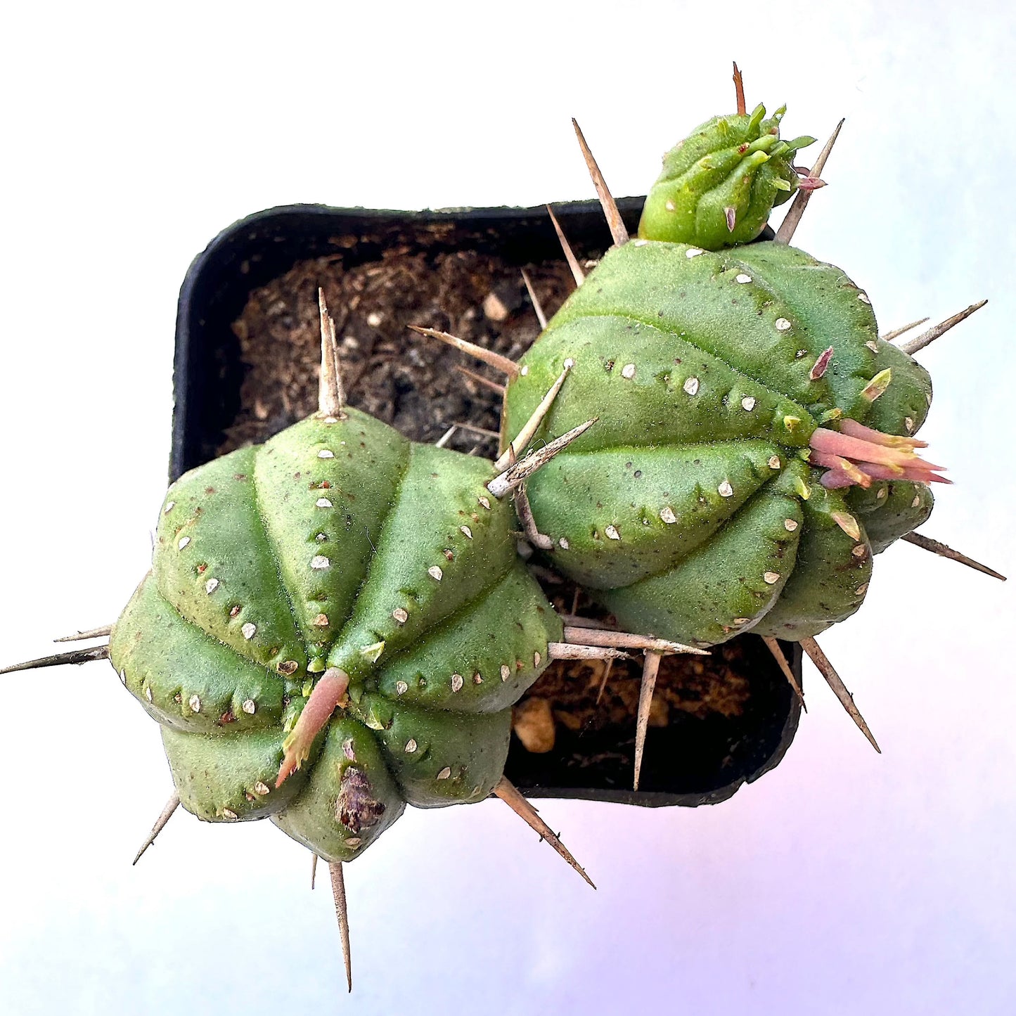 6-set cactus
