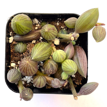 String of Watermelon – Senecio herreianus-SEAH