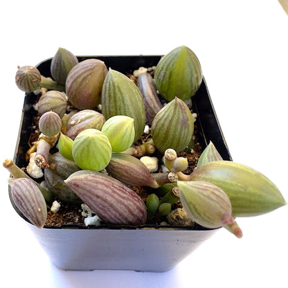 String of Watermelon – Senecio herreianus-SEAH