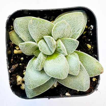 Crassula Morgan's Beauty-SEAH