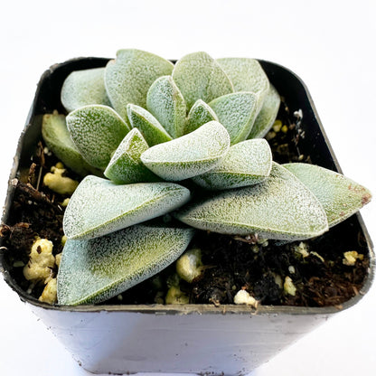 Crassula Morgan's Beauty-SEAH