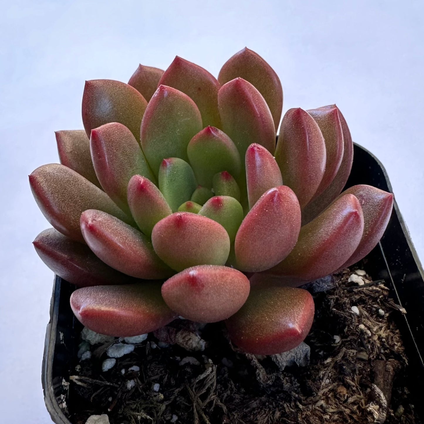 Sedeveria - Pink Ruby-SEAH