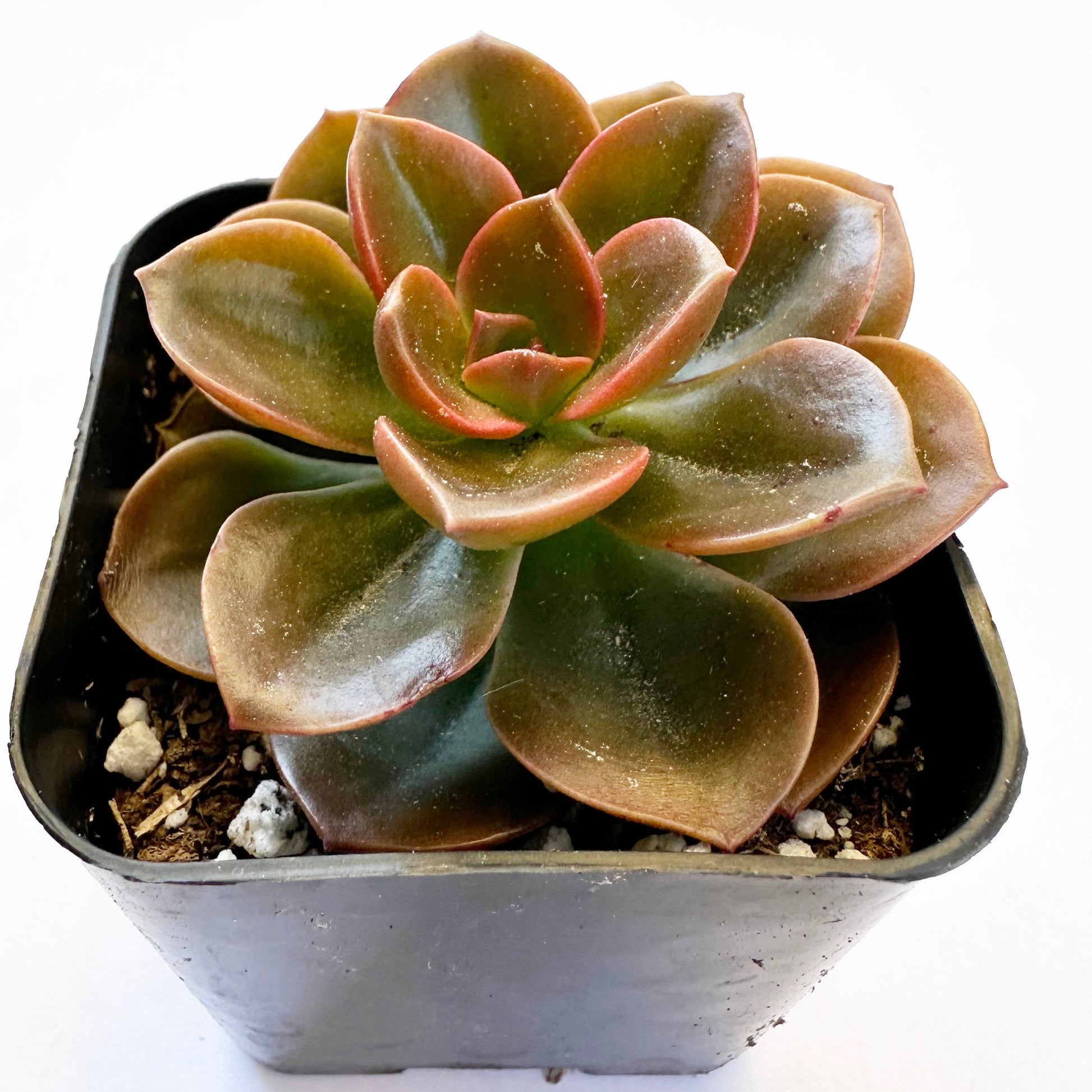 succulent melaco Echeveria, Melaco 2" Potted Plant