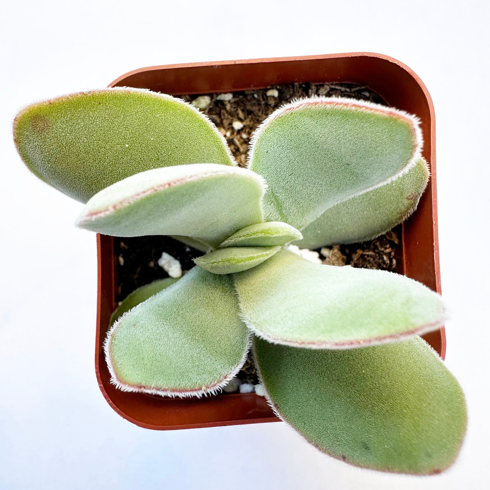 cotyledonis succulent Dubia Crassula