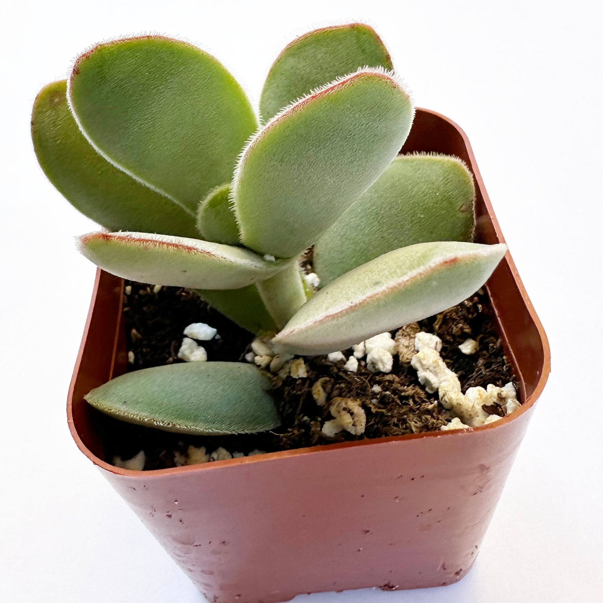 cotyledonis succulent Dubia Crassula
