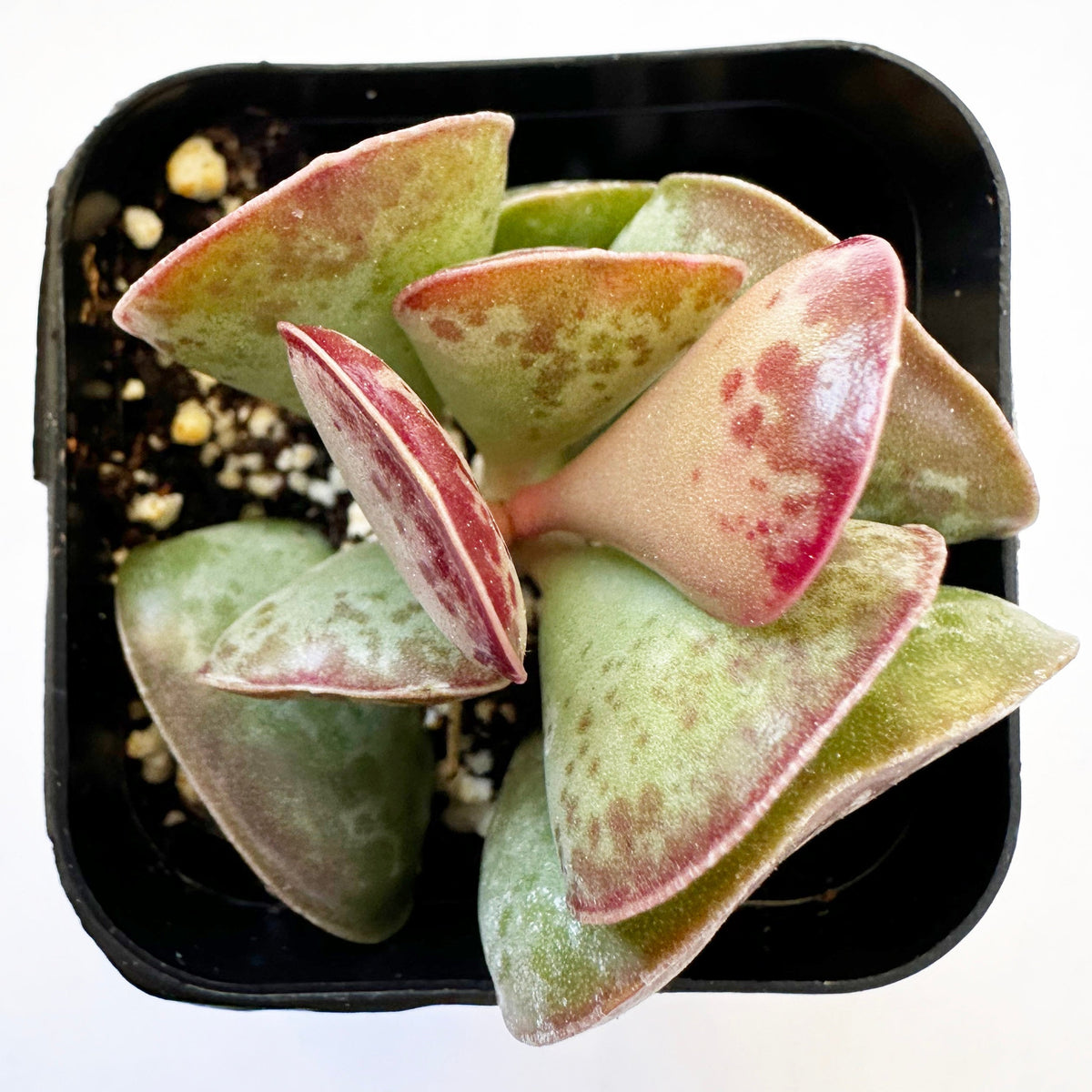 Calico Hearts Adromischus (Adromischus triflorus) live succulent plant