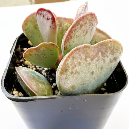 Adromischus Triflorus - Calico Hearts-SEAH