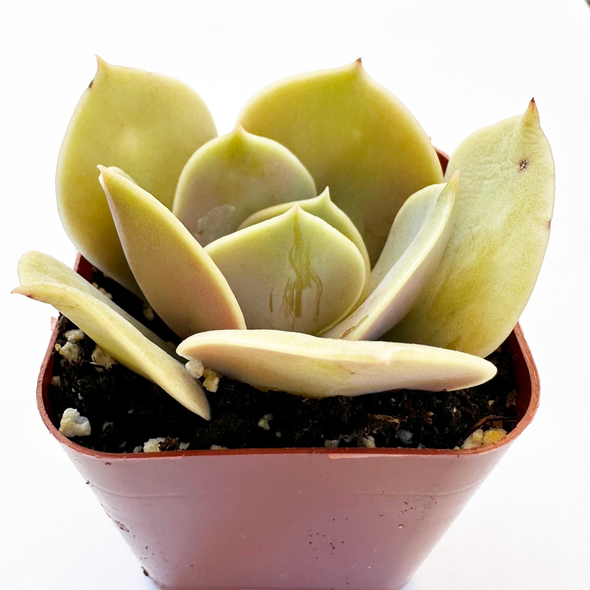 xanthe rose succulent Xanthe Rose Echeveria