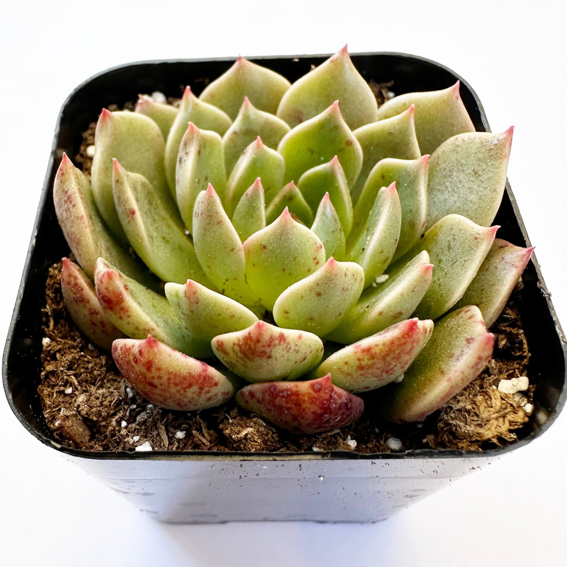 graptoveria olivia succulent Olivia Graptoveria