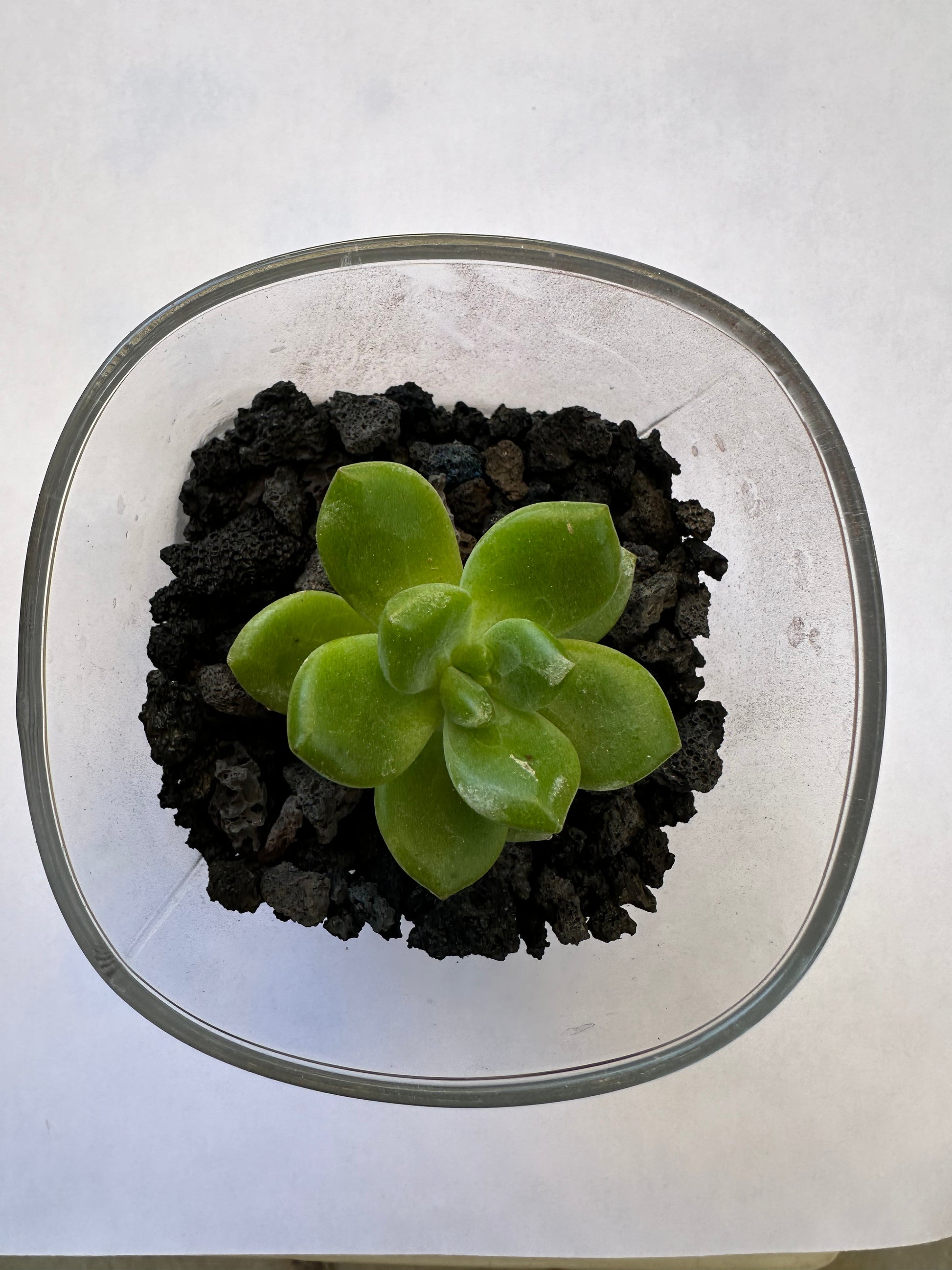 succulents lava rock Natural Volcanic Lava Rock - Brown | Succulent Top Dressing