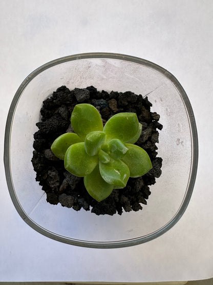 Natural Volcanic Lava Rock - Brown-SEAH