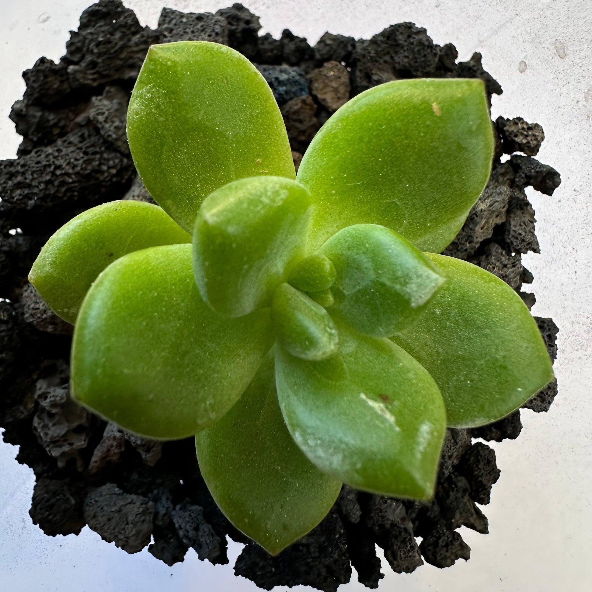 planting succulents in lava rock Natural Volcanic Lava Rock - Brown | Succulent Top Dressing