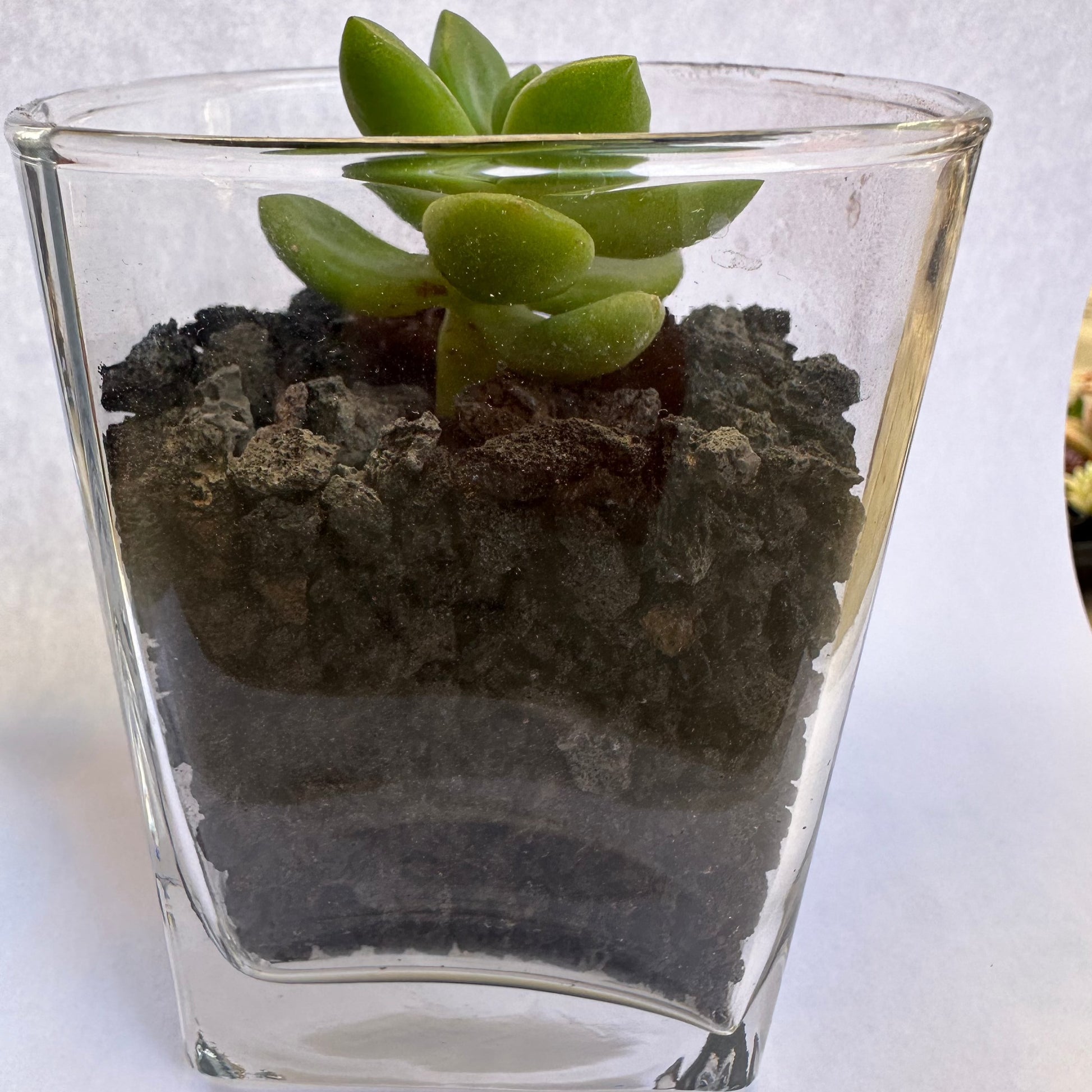 succulents lava rock Natural Volcanic Lava Rock - Brown | Succulent Top Dressing