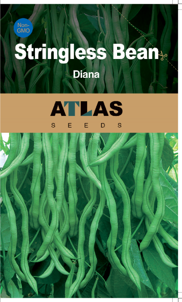Stringless Bean -Diana
