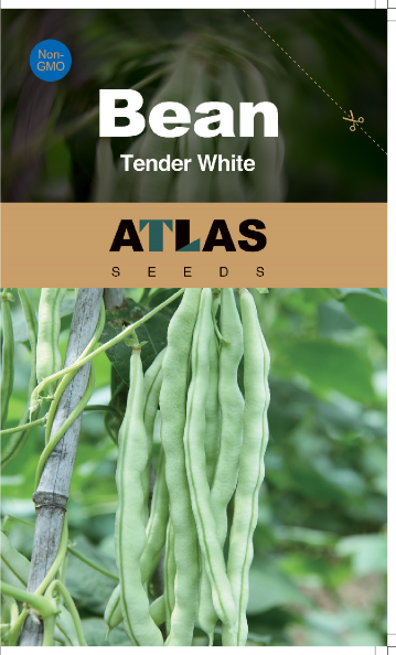 Bean -Tender White