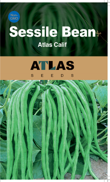 无梗豆 -Atlas Calif