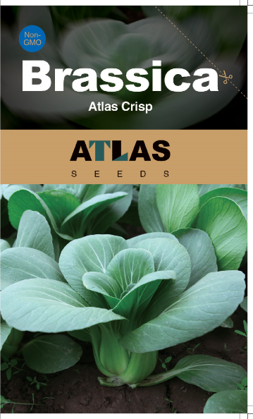 Brassica -Atlas crujiente