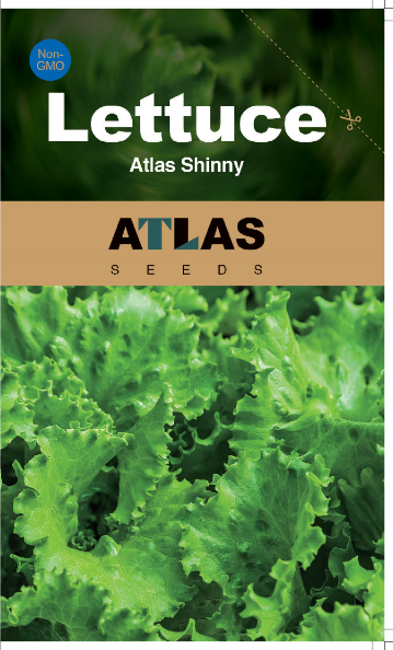 Lettuce -Atlas Shinny