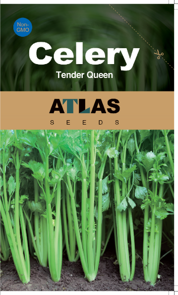 Celery -Tender Queen