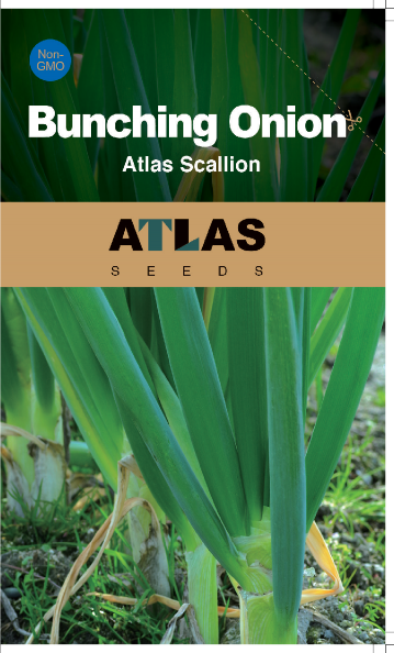 Bunching Onion -Atlas Scallion