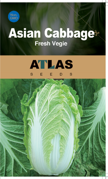 Asian Cabbage -Fresh Vegie