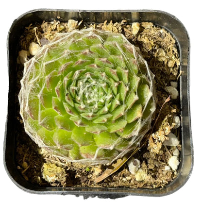 Sempervivum arachnoideum - Cabenese-SEAH
