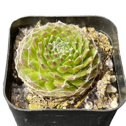 Sempervivum arachnoideum - Cabenese-SEAH