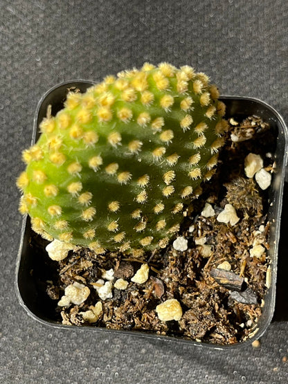 Opuntia microdasys Monstrose - Crazy Bunny Ears-SEAH