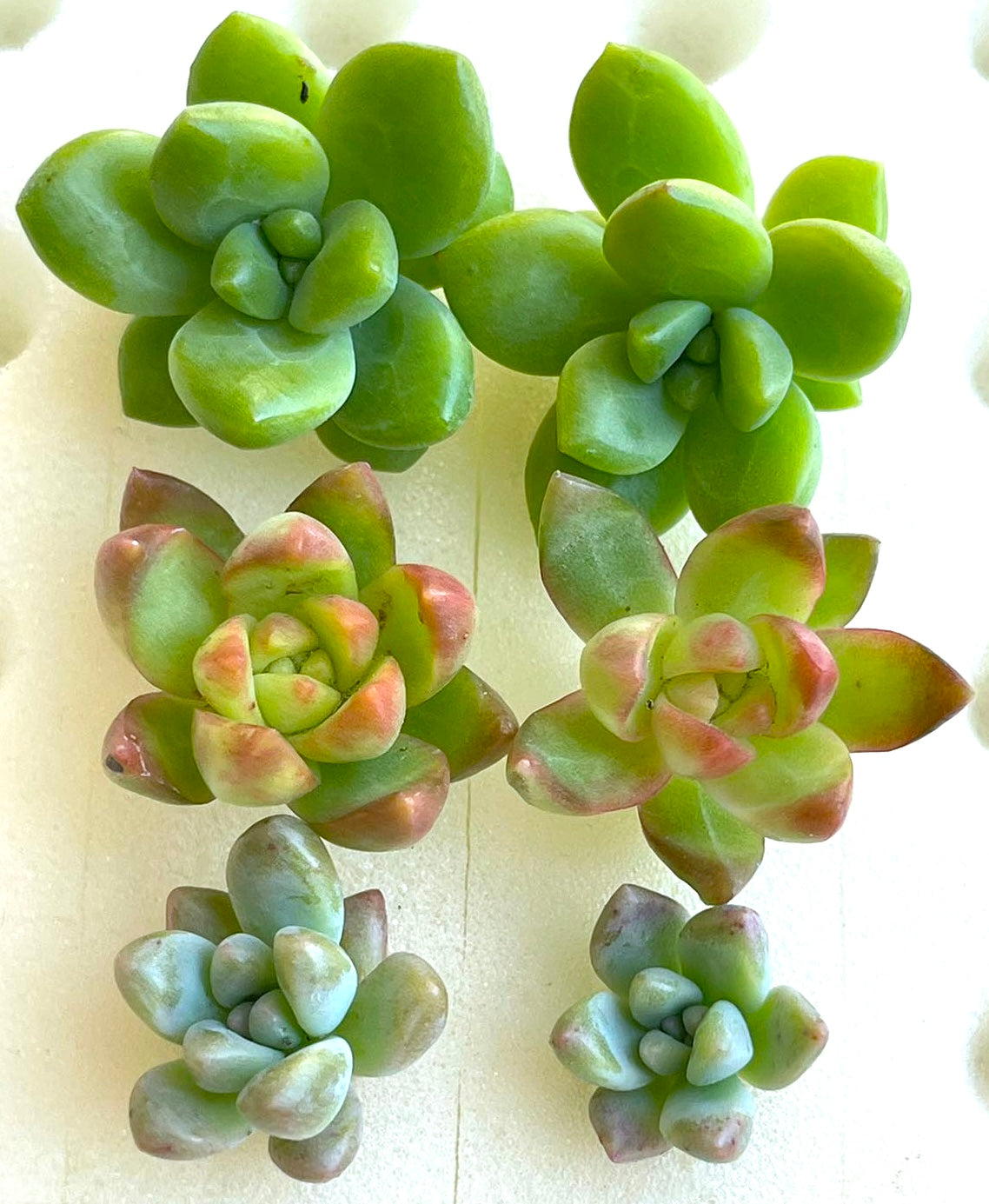 6 Mini Succulent Cuttings