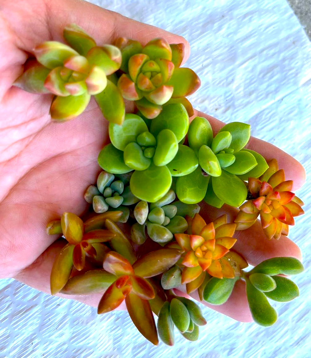 tiny small succulents 12 Mini Succulent Cuttings | Succulent Cuttings