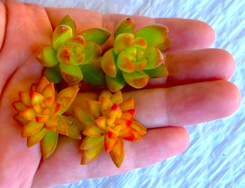 4 Mini Succulent Cuttings succulent cuttings for propagation and DIY arrangements