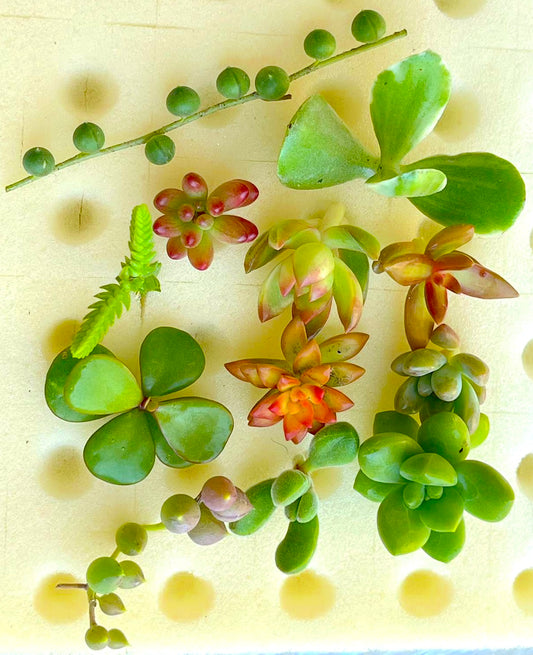 12 Different Mini Succulent Cuttings
