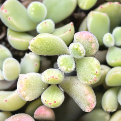 Cotyledon tomentosa - Bear's Paw-SEAH