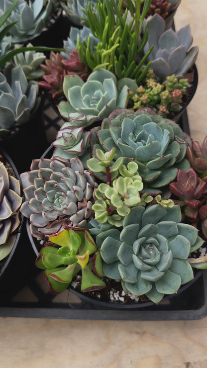 Succulent Bowl Arrangement – 6" Mix of 7 Varieties