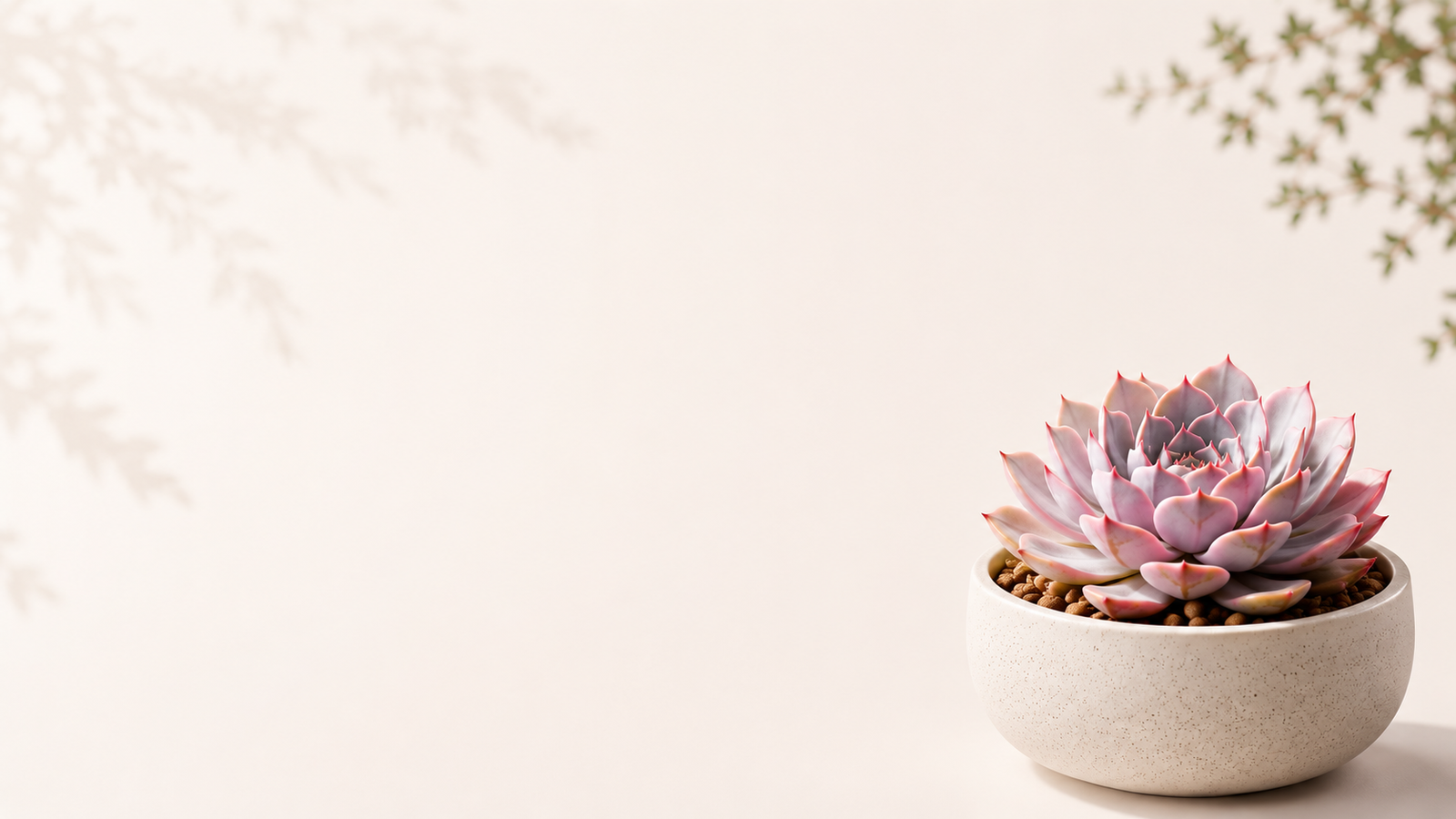 Collector-Worthy Rare Succulents