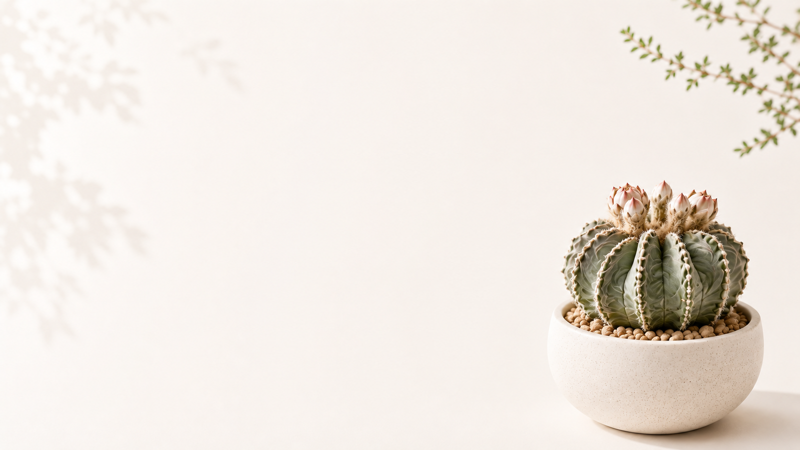 Rare Cacti for Collectors